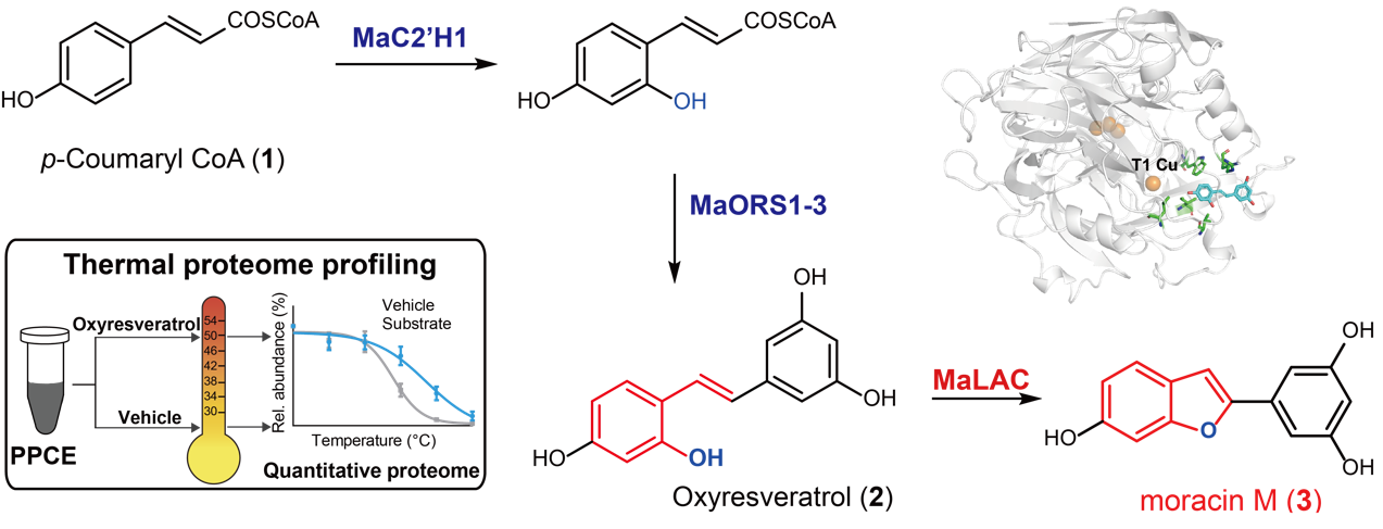 d055ad2f8bf04179a54921c014ad37ec.png